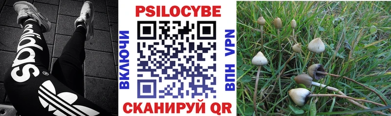 Псилоцибиновые грибы Psilocybe  Заволжье 